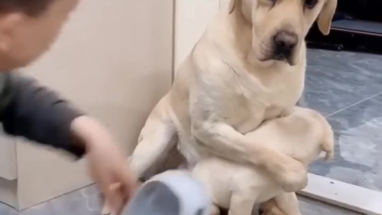 animal inotions