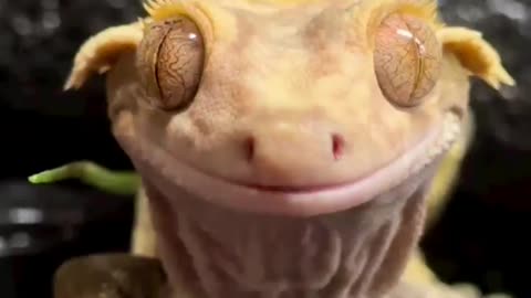 Today's cuteness the smiling gecko