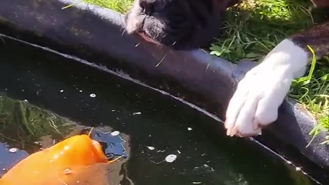 Funny dog and koi fish