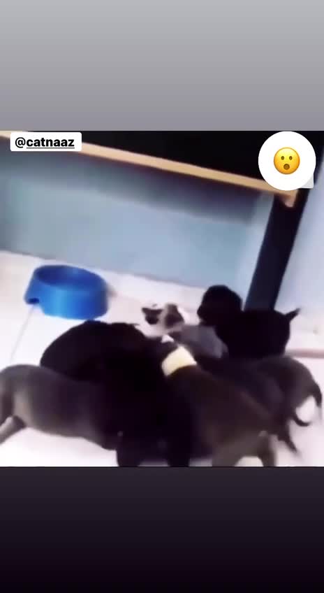 Cat surrounded by puppies