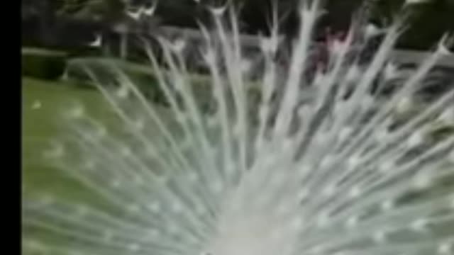 Dancing peacock