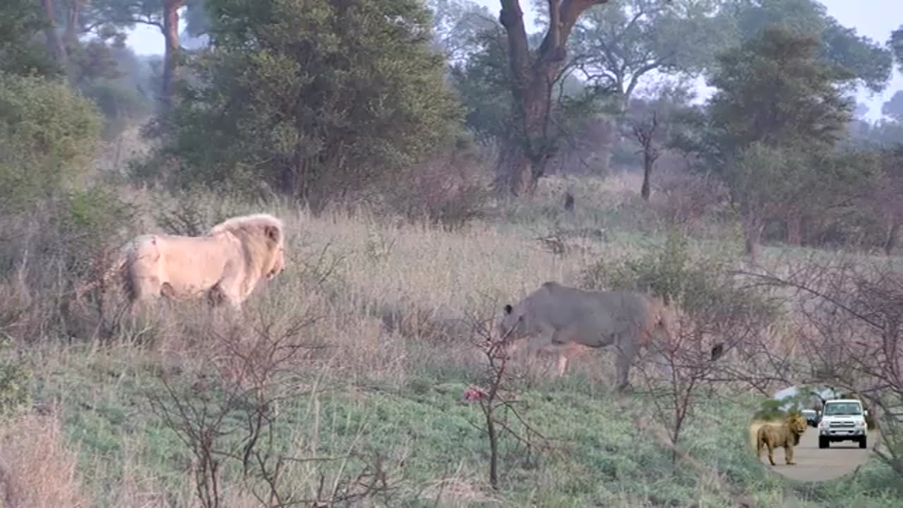 Casper_The_White_Lion_The_Shy_Dreamer(