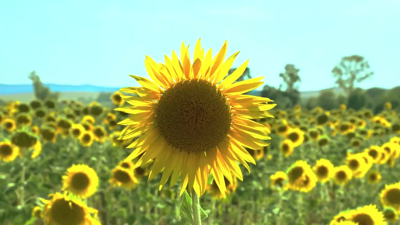 Nature in 4K Mode