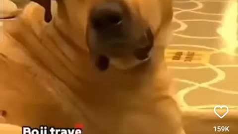 Traveler Dog 🐕 in instbull