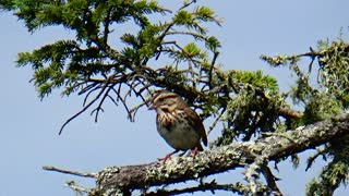 Song Sparrow