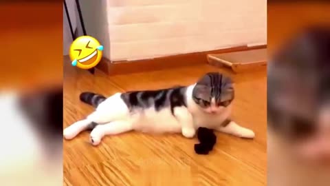 Cat sniffing human socks reaction 🤣