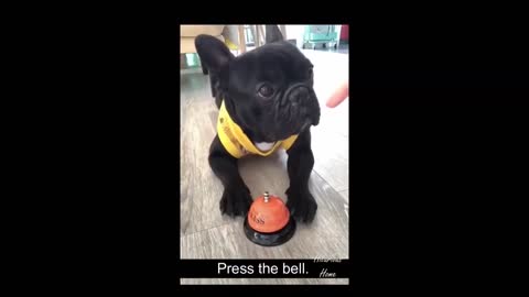 Pets are cute and funny
