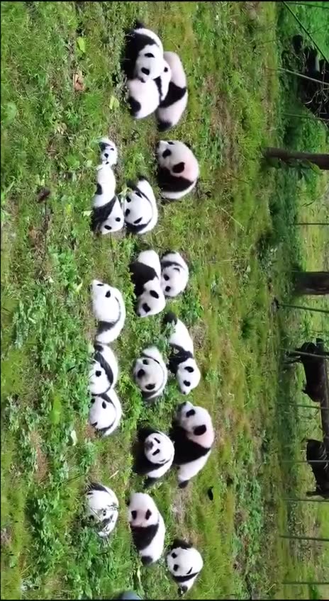 My God that’s a lot of pandas
