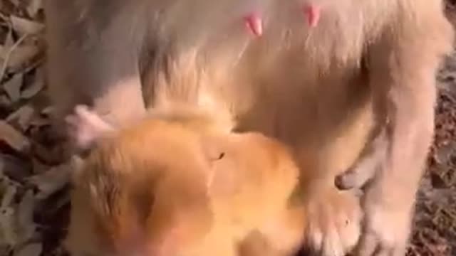 Monkey life is simple