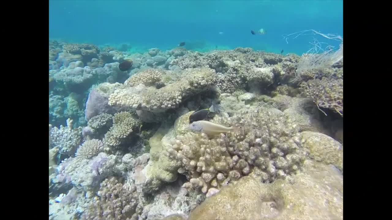 Snorkel Marshall Islands