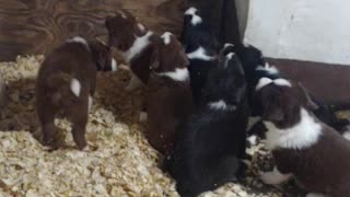 TERRA BYTE's pups feeding time