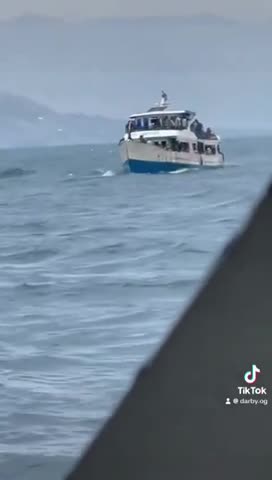 A Talmudic Coudenhove Kalergi population replacement shipment fails.mp4