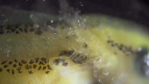 Time. Lapse 1 cell. Crazy things we dont see with our Eyes..