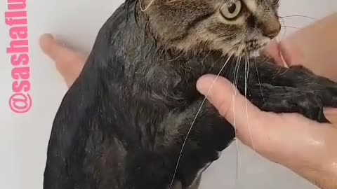 Wet brown cat gets shower in bath tub