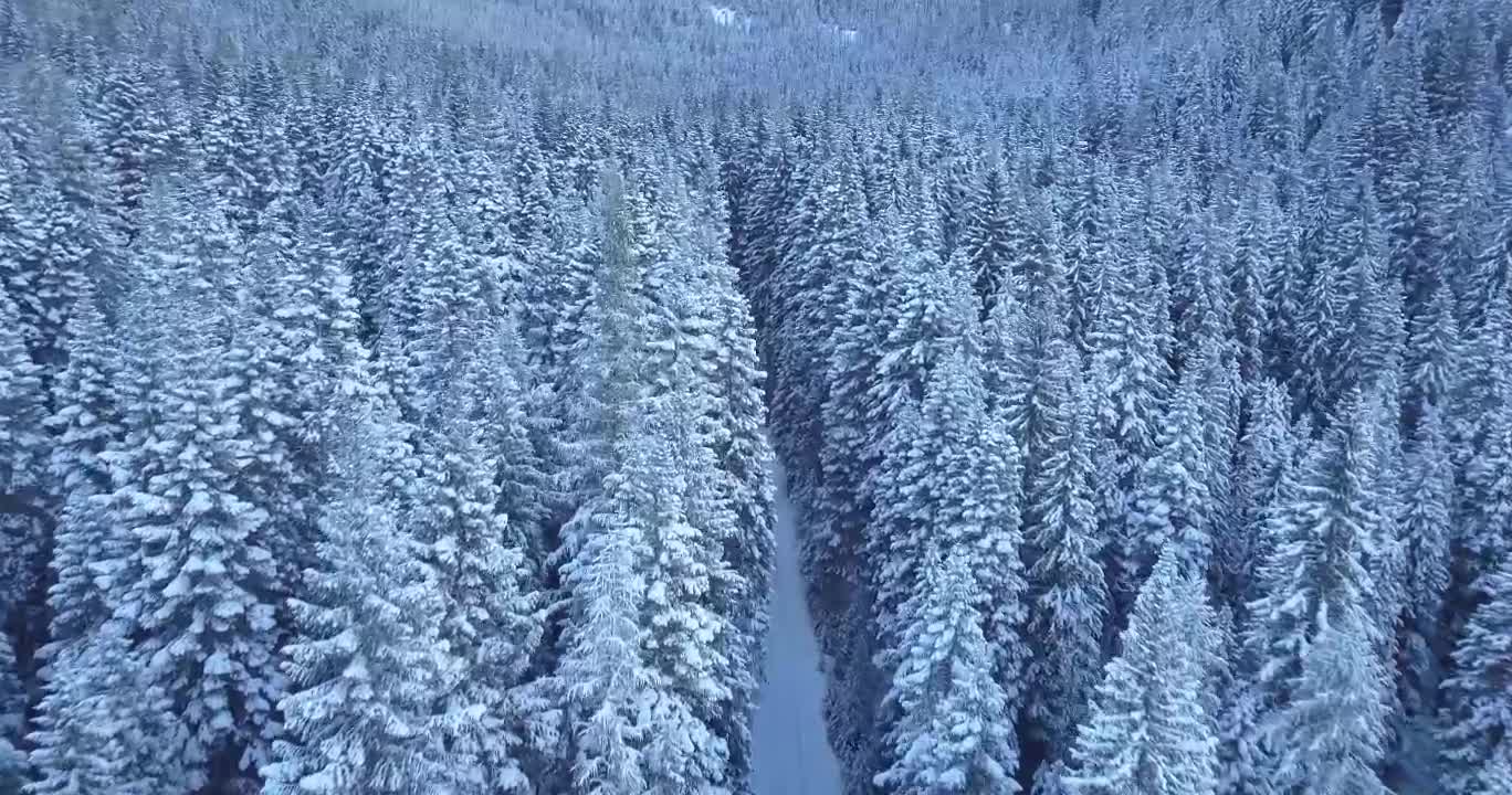 The snow -white forest is very beautiful