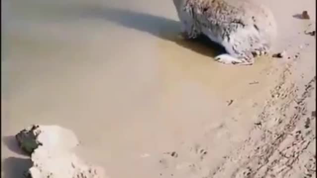 Rabbits can swim in water ( Cute Video )