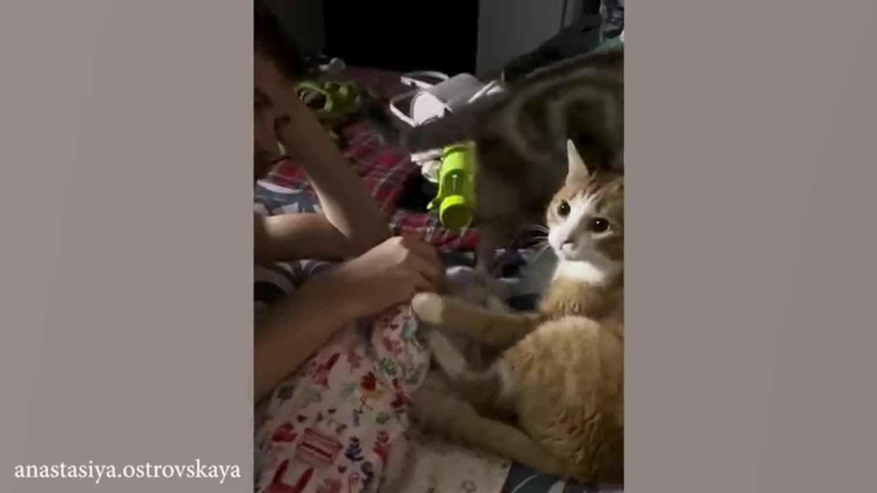 Cats being LEGENDS !