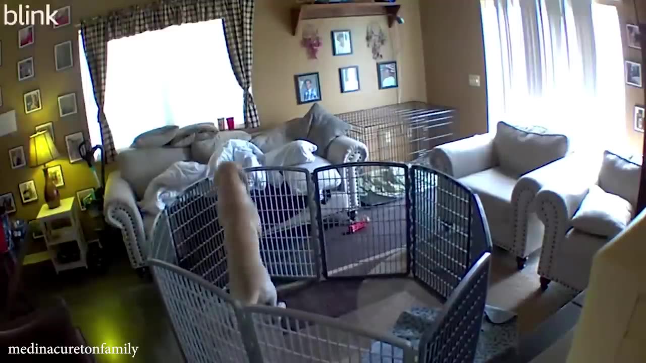 Funny Animals