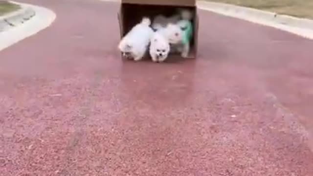 Cute and Funny Pomeranians Running Out from Carboard # Smart Dog # Lovely Pet #shorts