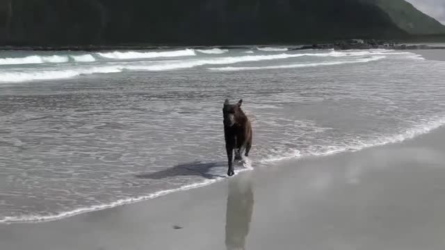 Labrador Retriever Australian Shepherd Dog On The Beach