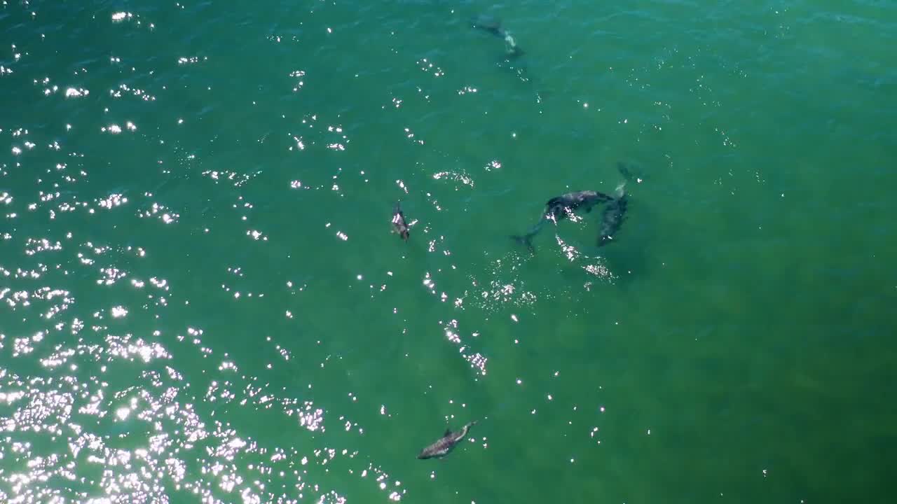 Aerial shot following a family of Peale's dolphins also know as Lagenorhynchus australis