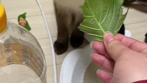 a cat eating vegetables