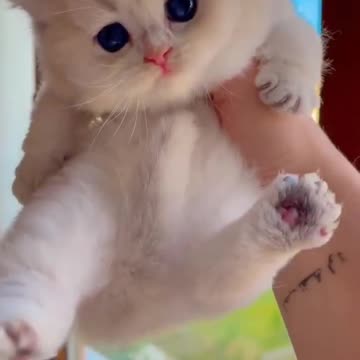 1.OMG So Cute Cat Video ❤ #cat #shorts
