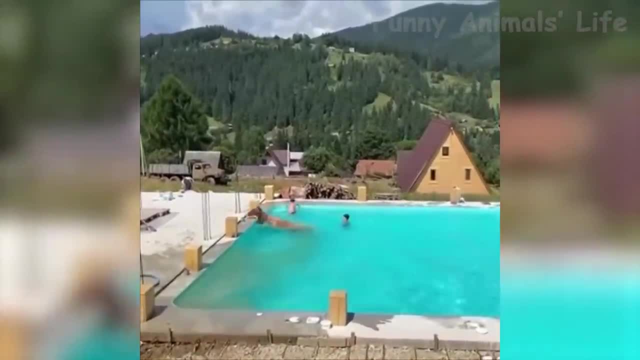 Best Funny Animal Videos Of The 2021 🤣 - Funny Wild And Farm Animals Videos 🐴🦍