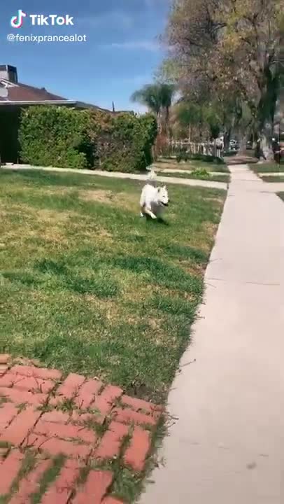 You will fall in love with the happiest and funniest puppy dog in the world