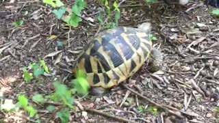 French Bulldog Fascinated by Brave Tortoise