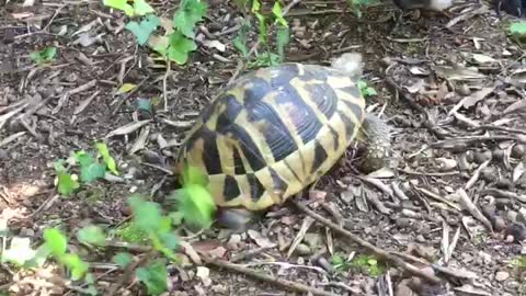 French Bulldog Fascinated by Brave Tortoise