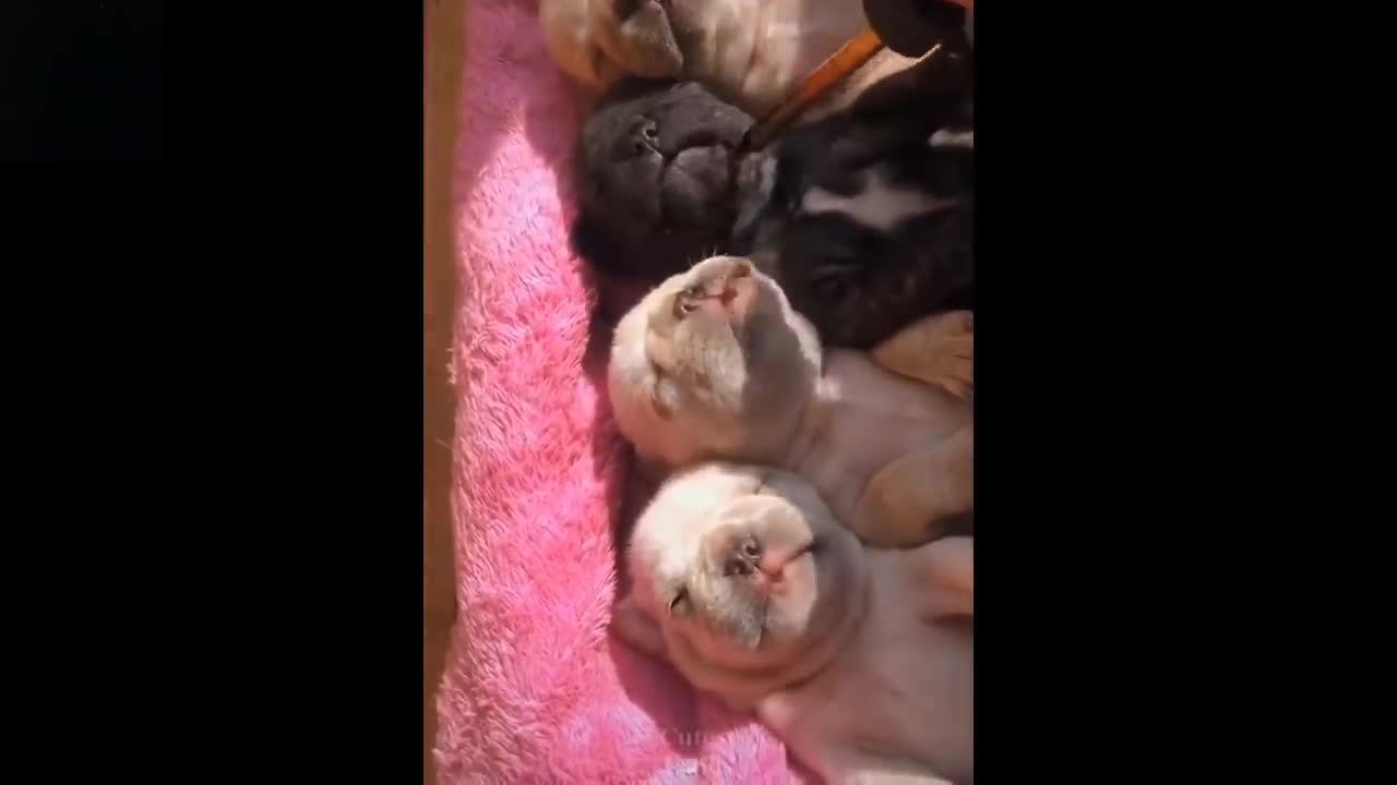 Try Not To Laugh To These Pets Compilation | Cute and Funny animals
