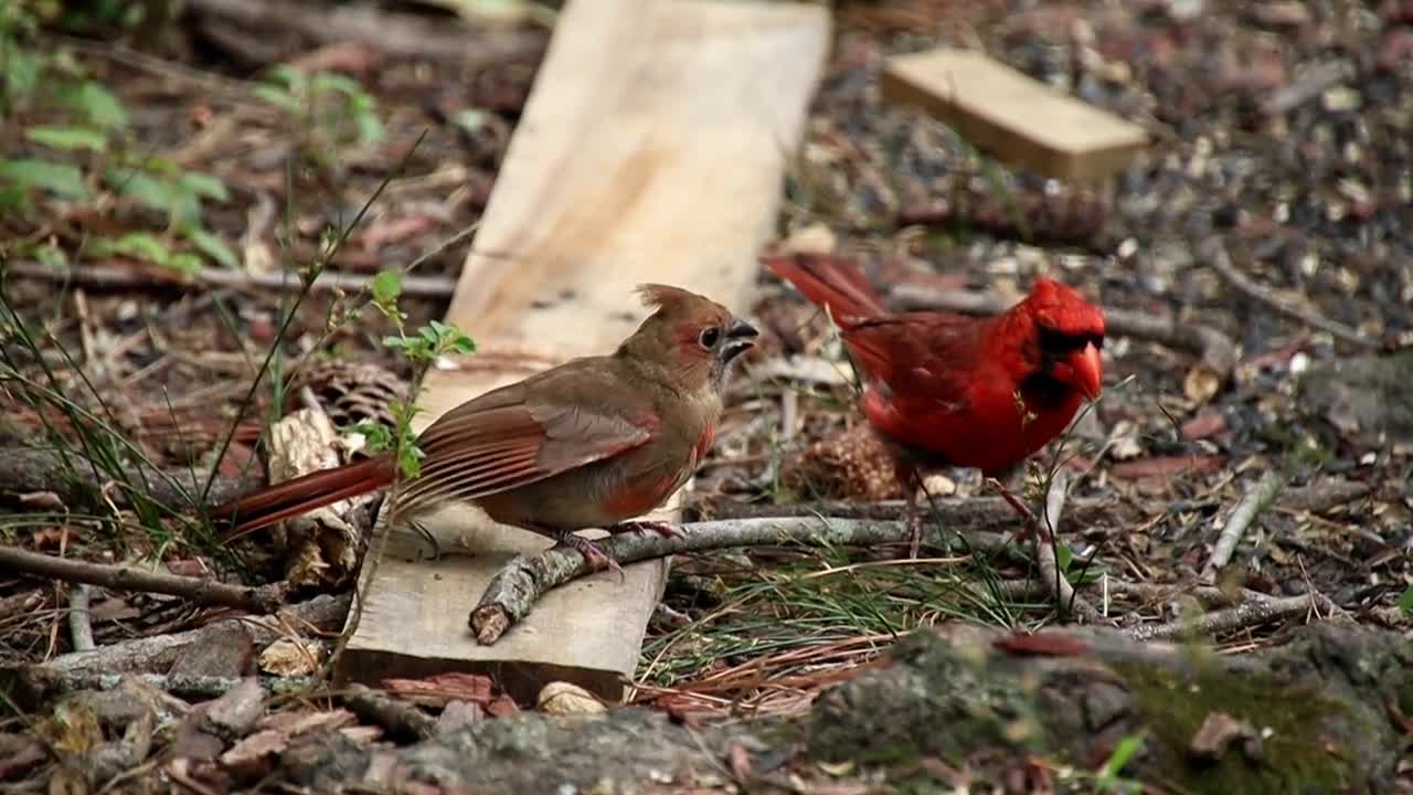 Love birds having argument over love.