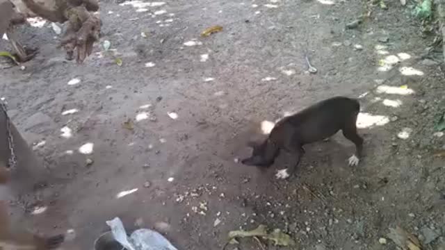 Monkey fight with dog| Monkey funny videos | funny rimex