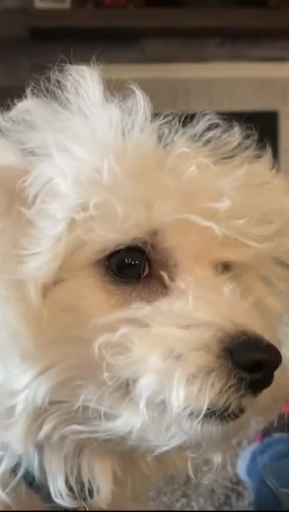 8.Callie LOVES her Duke 🥰