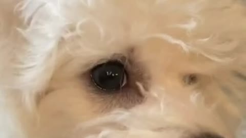 8.Callie LOVES her Duke 🥰