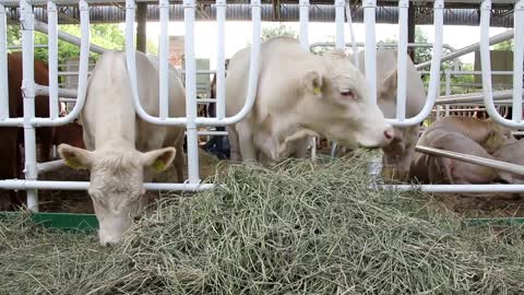 Cows on livestock farm