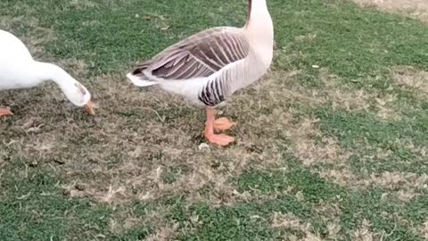 Goose 🦆 Sound By Kingdom of Awais