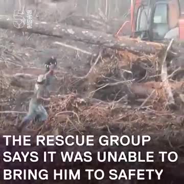 orang utan fights for its liflehood