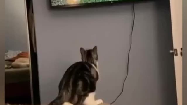 Funny videos