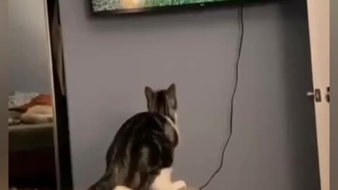 Funny videos