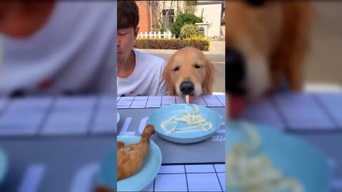 best funny dog videos Episode 81,