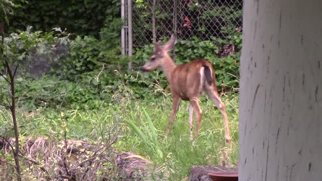 Buck in the Backyard