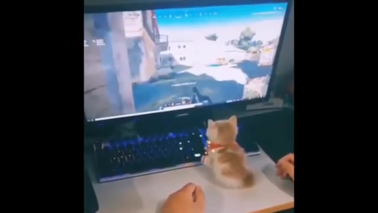 Cute kitten playing on my pc