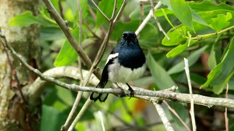 Magpie cutie.