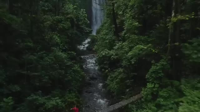 Drone view of the most beautiful forest in the world