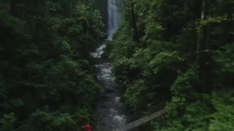 Drone view of the most beautiful forest in the world