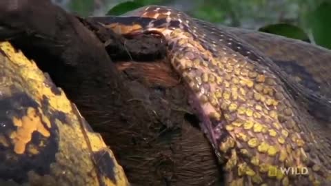 Anaconda devours huge meal | the wild education