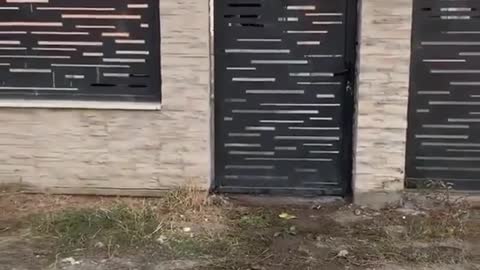 pitbull dog climing on door