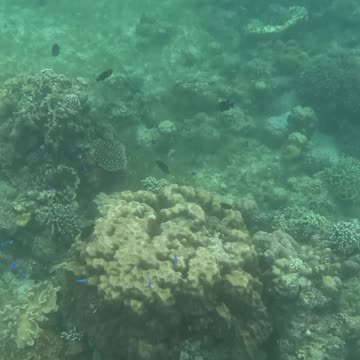 Snorkeling adventures, the reef is healing! Amazing to see beautiful new corals growing on the reef.